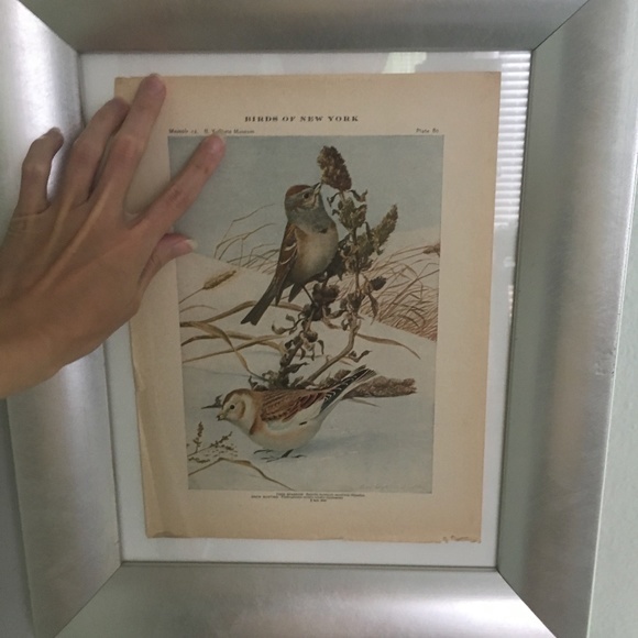 Antique Ornithological Bird Print Original 1913 - Picture 9 of 14